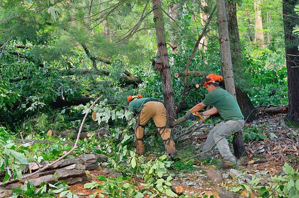 Best Tree Cutting Near Me  in Lockport Heights, IL